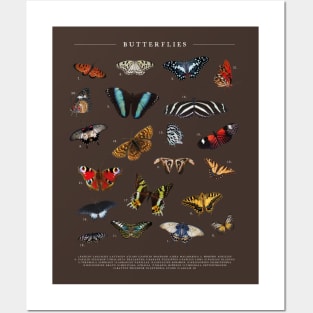 Vintage Butterfly Chart Posters and Art